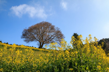 Fototapeta premium 馬場の一本桜＠佐賀県武雄市