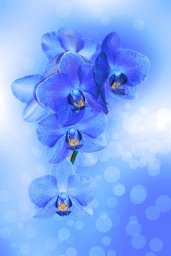 Sfondo Orchidea" Immagini - Sfoglia 9 foto, vettoriali e video Stock |  Adobe Stock