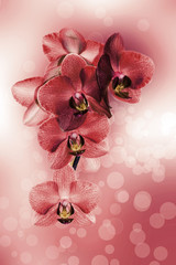 Orchidea