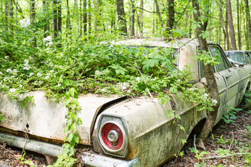 Overgrown Ford