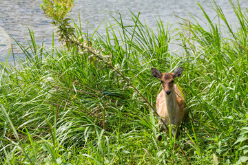 Young roe deer