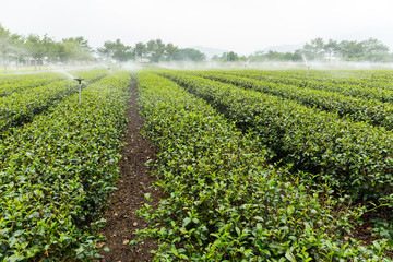 Fototapeta na wymiar Tea plantation fields with water sprinkler system
