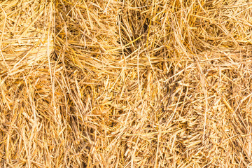 Rice Straw Background