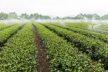 Fototapeta na wymiar Tea plantation with water sprinkler system