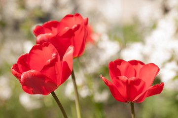 three red tulips in nature