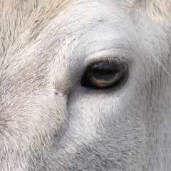 Fototapeta premium an eye equine
