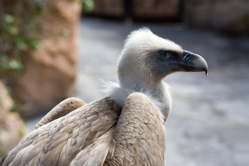 Griffon vulture - Gyps fulvus