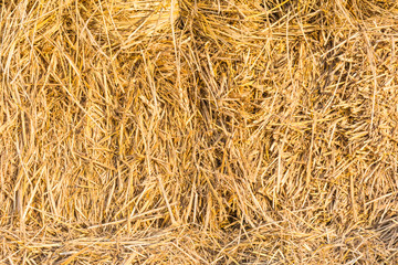Rice Straw Background