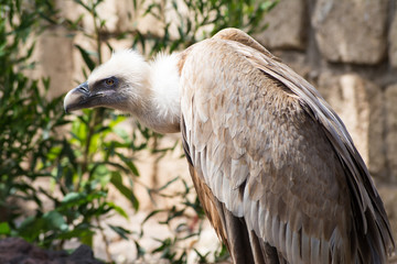 Griffon vulture - Gyps fulvus