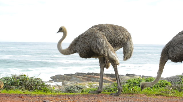 Ostrich or Common Ostrich is a large flightless bird native to Africa, seen with chicks in the wild at the Cape of Good Hope, Table Mountain National Park, South Africa in high definition footage