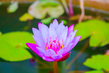 Obraz premium Purple lotus blooming in the garden