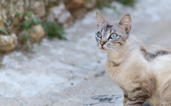 Chat