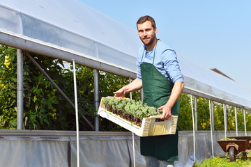 Bauer mit Stiege Jungpflanzen vor einem Gewächshaus in der Landwirtschaft