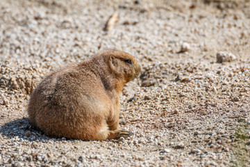 プレーリードッグ