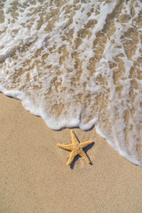 Starfish on the beach © Netfalls