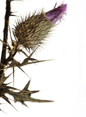 Thistle plant (Silybum marianum)