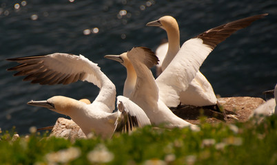 Gannets in the shore of the saltee island