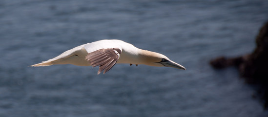 Gannet flying over the sea in the saltee island