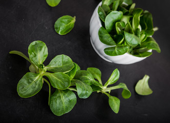 Fresh lamb's lettuce in white bowl