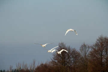 swan