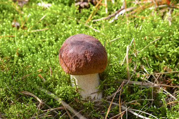 White mushroom on a green moth