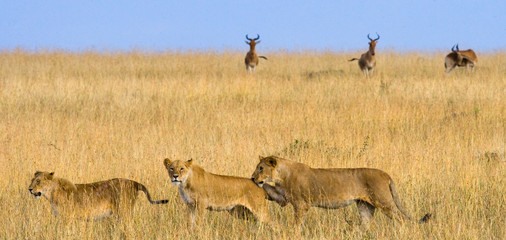 Naklejka premium Group of lionesses in the Savannah. National Park. Kenya. Tanzania. Masai Mara. Serengeti. An excellent illustration.