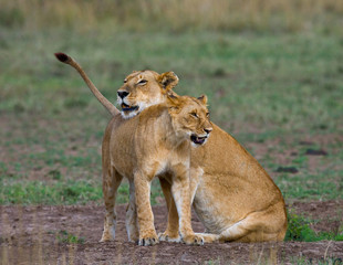 Lions playing with each other. Savannah. National Park. Kenya. Tanzania. Maasai Mara. Serengeti. An excellent illustration.