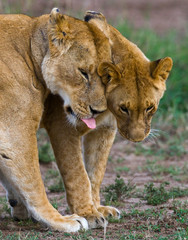 Fototapeta na wymiar Lions playing with each other. Savannah. National Park. Kenya. Tanzania. Maasai Mara. Serengeti. An excellent illustration.