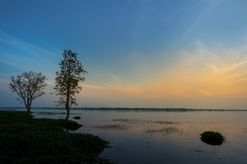 tree and sunset over lake