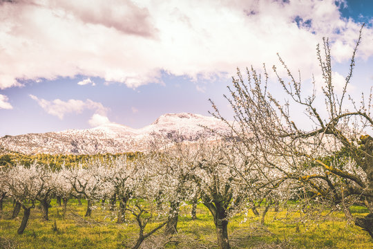 Seltener Winter auf Mallorca - Mandelblüte im Tal und Schnee im Gebirge