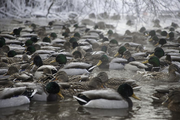 lot of ducks in winter pond