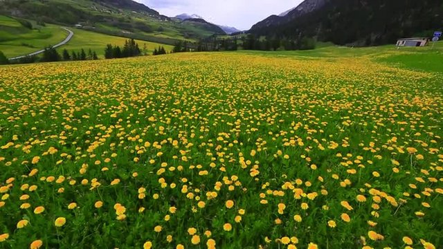 Tilt up shot of a flower field, St. Moritz, Engadine Valley, Switzerland