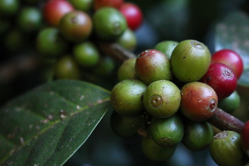 coffee seed