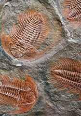 trilobite
