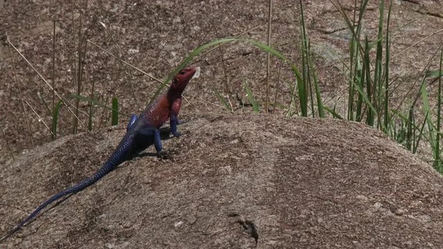 Mwanza Agama sunbathing on a rock
