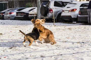 beagle puppy and english cocker spaniel playing in the snow in the winter