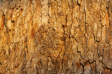 wooden textue