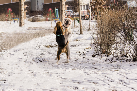 beagle puppy and French Bulldog playing in the snow in the winter