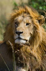 Portrait of a male lion. Kenya. Tanzania. Maasai Mara. Serengeti. An excellent illustration.
