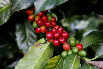 coffee seed
