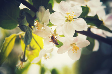 Spring blossoms, toned image, instagram style. Selective focus.
