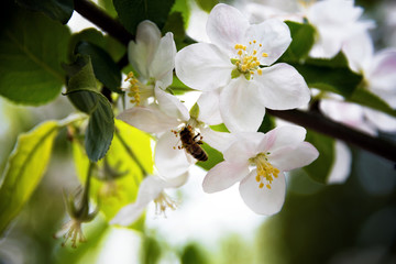Spring blossoms, apple tree branch with flowers selective focus.