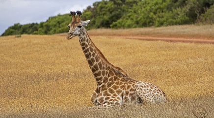A lone female giraffe sitting on the planes of South Africa. 