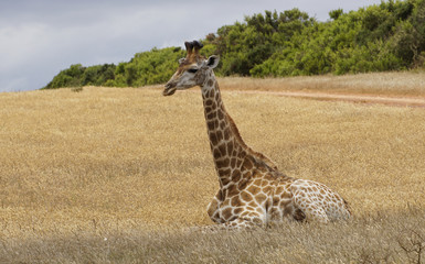 A lone female giraffe sitting on the planes of South Africa. 