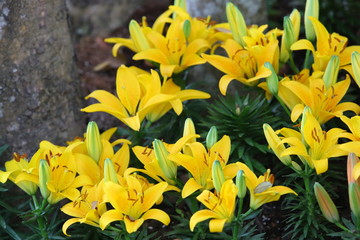 lilly flower