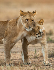 Plakaty  Lwy bawiące się ze sobą. Sawanna. Park Narodowy. Kenia. Tanzania. Masajów Mara. Serengeti. Doskonała ilustracja.