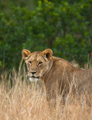 Fototapeta na wymiar Lioness in the savannah. National Park. Kenya. Tanzania. Masai Mara. Serengeti. An excellent illustration.