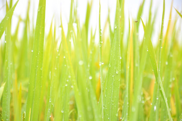 Defocused of paddy plant leaves with sparkling morning dew.