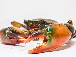 Sea crab on white background