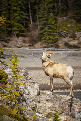Obraz premium Big Horned Sheep in Banff National Park